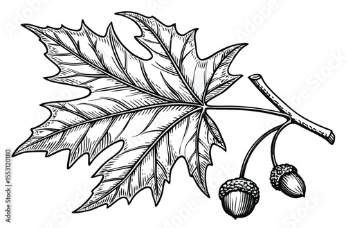 Detailed Line Art of a Maple Leaf with Visible Veins