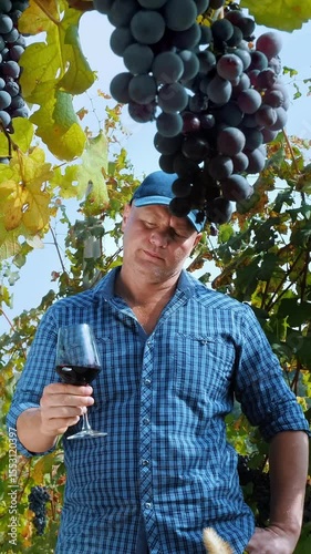 Winery and Wine Business. wine degustation. vineyard. Sommelier tasting wine, sun breaks through the branches of vineyard. viticulture. Grape Growing. ripe grapes ready for harvesting. Winemaking.