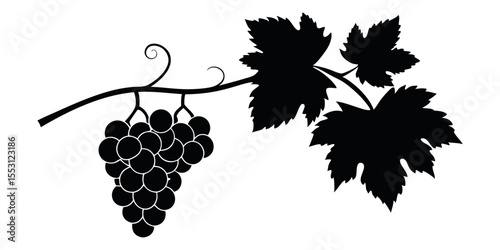 Grapevine with Hanging Grapes Bunch Silhouette Vector Illustration on White Background