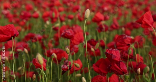 Field of poppies fluttering in the wind, slow motion
