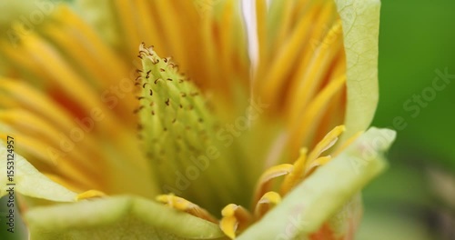 Close-up of a yellow tulip tree flower, slow motion