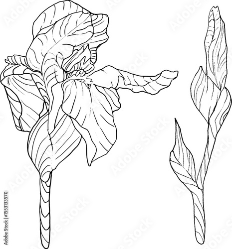 Iris flowers sketch style. Black and white floral botanical flower. Isolated illustration element. Vector hand drawing wildflower for background, texture, wrapper pattern, frame, design or border.