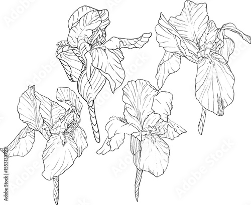 Iris flowers sketch style. Black and white floral botanical flower. Isolated illustration element. Vector hand drawing wildflower for background, texture, wrapper pattern, frame, design or border.