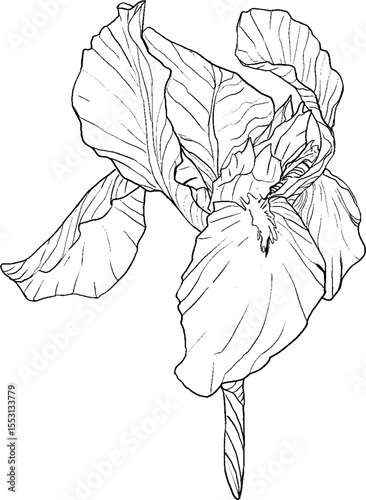 Iris flowers sketch style. Black and white floral botanical flower. Isolated illustration element. Vector hand drawing wildflower for background, texture, wrapper pattern, frame, design or border.