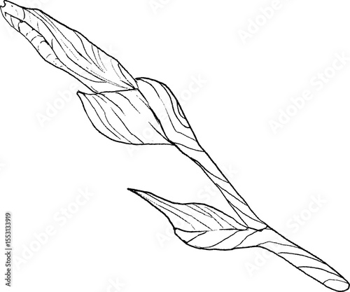 Iris flowers sketch style. Black and white floral botanical flower. Isolated illustration element. Vector hand drawing wildflower for background, texture, wrapper pattern, frame, design or border.