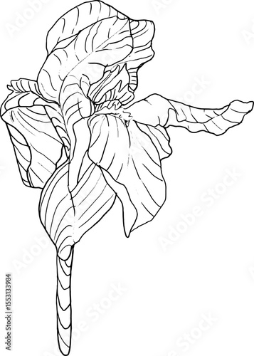 Iris flowers sketch style. Black and white floral botanical flower. Isolated illustration element. Vector hand drawing wildflower for background, texture, wrapper pattern, frame, design or border.