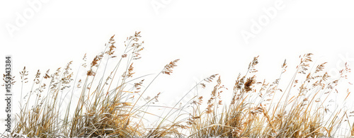 Grass border showcases tall, swaying blades in soft hues, perfect for enhancing natural themes and designs on a clean white background