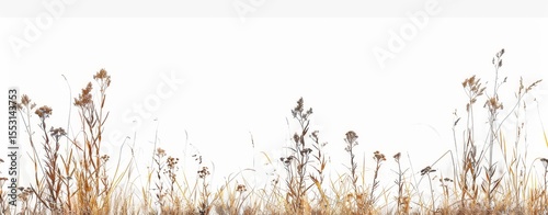 Grass border displays an artistic arrangement of lush green and dry elements, creating a natural frame against a crisp white backdrop