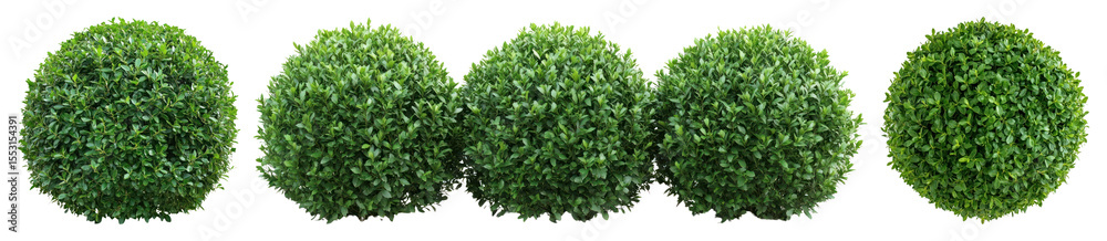 Obraz premium PNG Green spherical hedge plants aligned, element set on transparent background