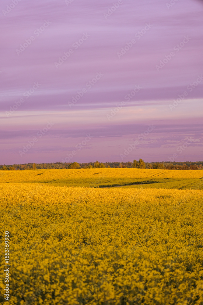 Fototapeta premium Blooming rapeseed field under a soft purple sky at golden hour. The yellow flowers stretch into the horizon, blending into the distant tree line.