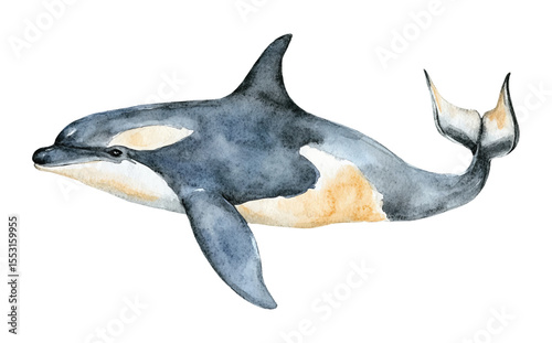 Whale watercolor vector illustration, underwater ocean animal art isolated on white background
