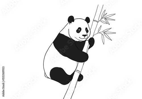 Panda on bamboo drawing. It is a black and white outline image of a panda on bamboo drawing, a happy bear climbing a bamboo stalk. Vector sketch line art draw.