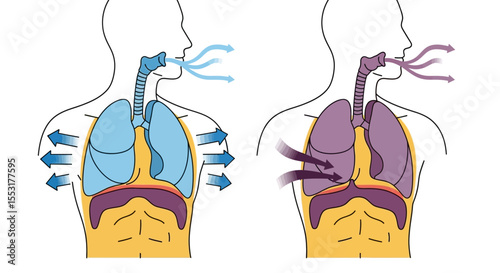 Human Respiratory System: Inhalation and Exhalation Processes Illustrated