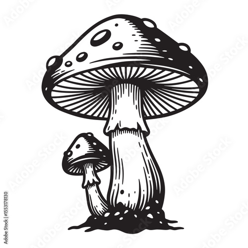 A beautiful detailed black and white vintage art silhouette illustration depicting two toadstool mushrooms in an illustrative style.