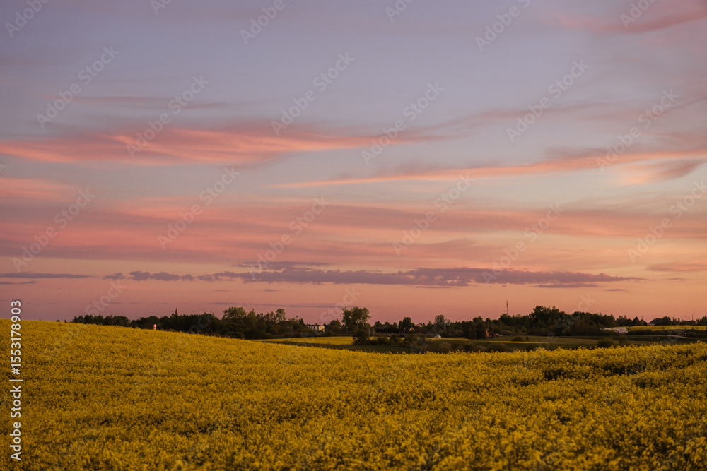 Obraz premium Golden rapeseed field at sunset with pink, peach, and lavender clouds stretching across the sky. In the background, silhouettes of a rural village.