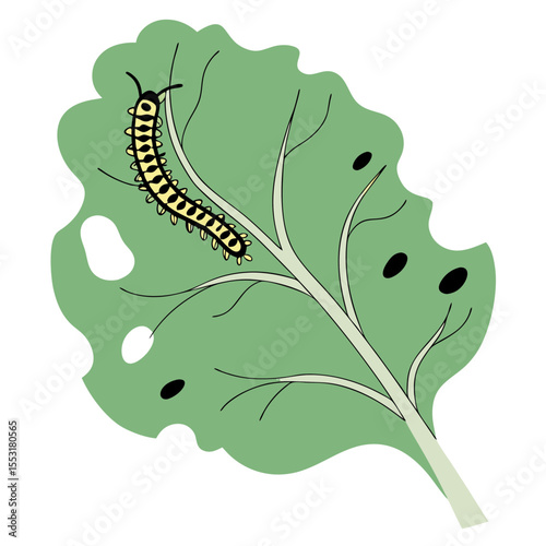Cabbage looper caterpillar on green leaf with holes and pests concept  