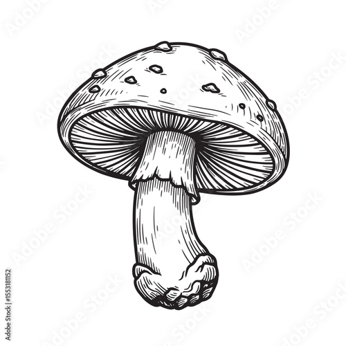 Detailed hand drawn illustration of a vintage art silhouette mushroom in black and white vector illustration for design projects