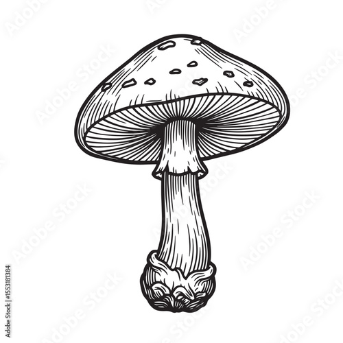 Detailed vintage art silhouette illustration of a single amanita mushroom on a pristine white background