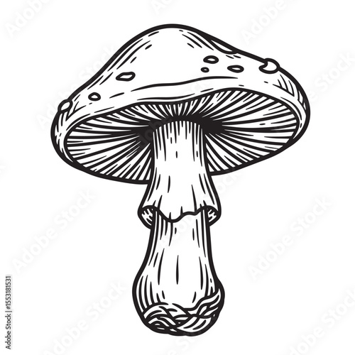 Detailed vintage art silhouette of a poisonous mushroom in a hand drawn engraved illustration for design