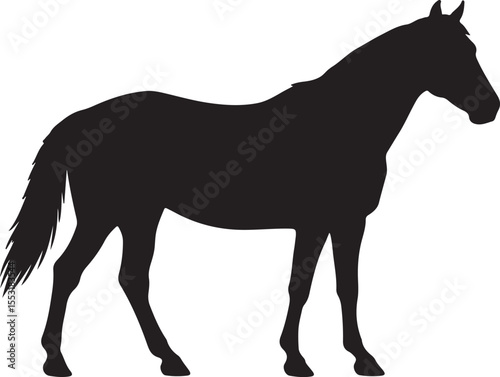  Brumby horse in silhouette vector pure white background.