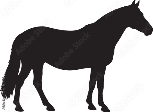 Burmese Horse in silhouette vector pure white background.
