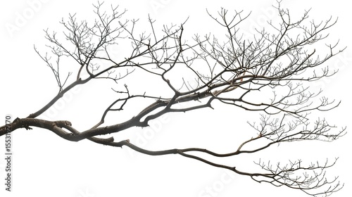 A dry tree branch, stark and isolated against a pure white background. This simple yet evocative image can be used in various nature - themed projects, such as environmental awareness campaigns, 