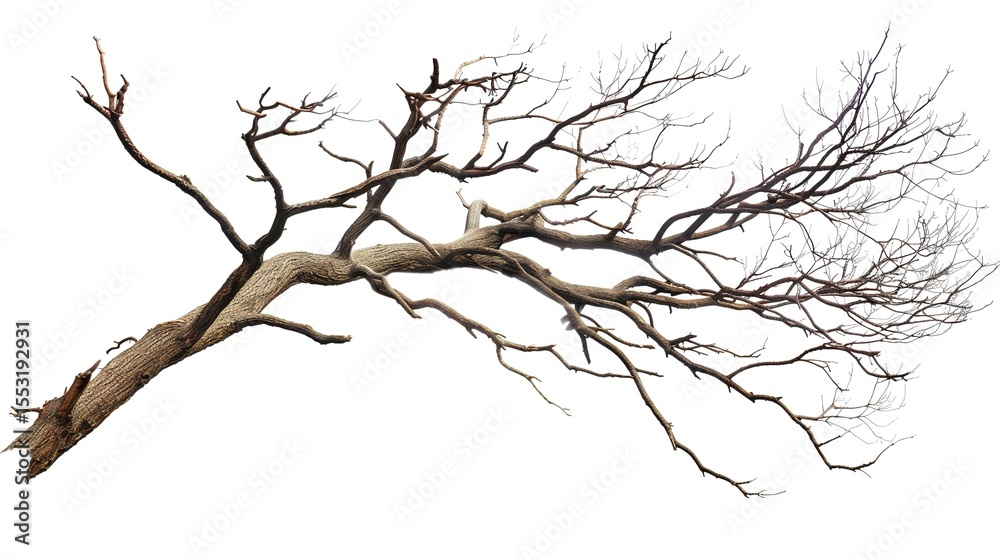 Fototapeta premium A dry tree branch, stark and isolated against a pure white background. This simple yet evocative image can be used in various nature - themed projects, such as environmental awareness campaigns,