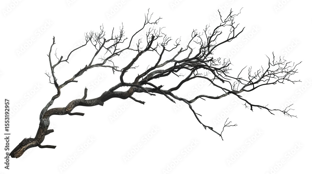 Fototapeta premium A dry tree branch, stark and isolated against a pure white background. This simple yet evocative image can be used in various nature - themed projects, such as environmental awareness campaigns, 