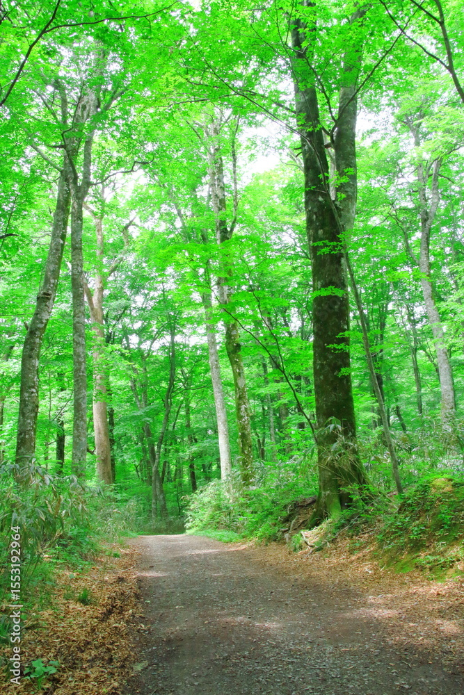 Naklejka premium 白神山地(ブナ自然林)