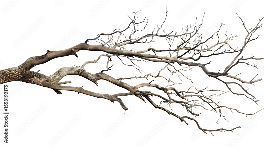 Fototapeta premium A dry tree branch, stark and isolated against a pure white background. This simple yet evocative image can be used in various nature - themed projects, such as environmental awareness campaigns, 