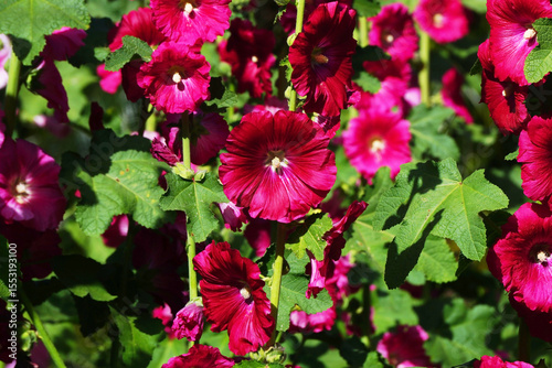 beautiful hollyhock flower or althaea flower