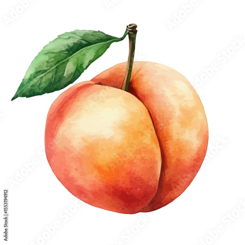 watercolor vector of Soft Juicy Ripe Peach, isolated on a white background.