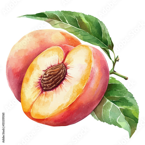 Soft Juicy Ripe Peach, watercolor painting vector, isolated on a white background.