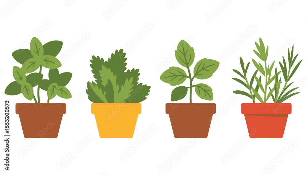 Fototapeta premium Young green houseplant growing in a white pot, isolated on white with fresh leaves, symbolizing new life and nature