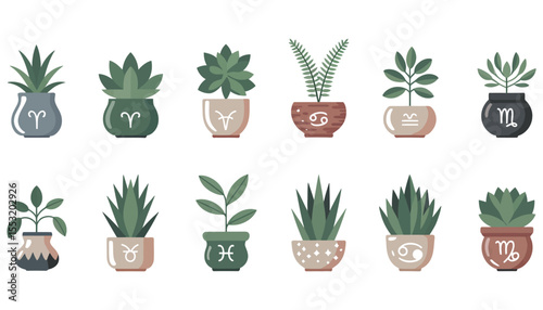 A diverse collection of potted plants, including cactus and aloe vera, showcases natural botanical beauty perfect for home garden decoration