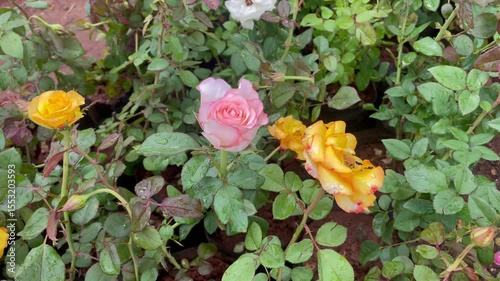 all types of rose plants in the nursery in india