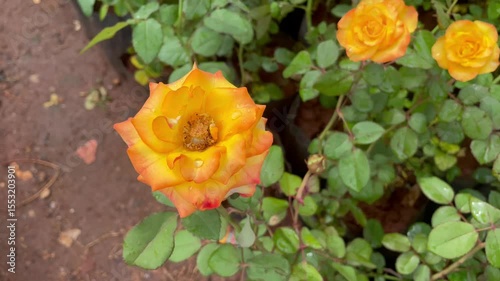 all types of rose plants in the nursery in india