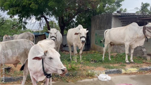 White Cows Standing Near Wall in Rural Area with Greenery