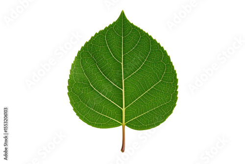 Green leaf close up leaf veins plant life nature background botany on transparent background