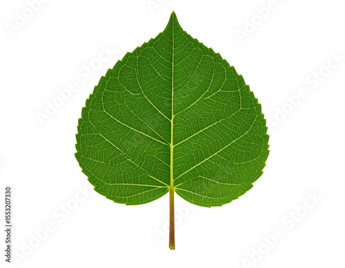Isolated green leaf close up botanical plant nature leaf texture vein on transparent background