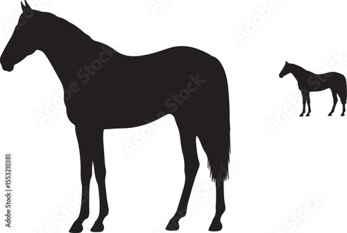 Marismeno horse in silhouette pure white background.