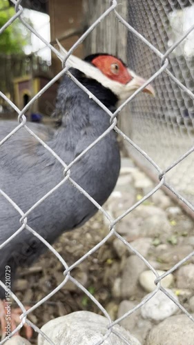 Close-up of a unique bird exploring its enclosure in a local wildlife park during the afternoon