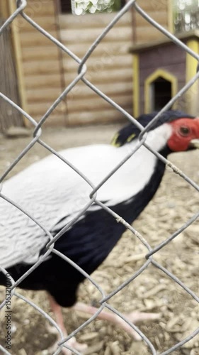 Unique bird species seen in a backyard enclosure during warm afternoon, showcasing vibrant feathers and distinctive features