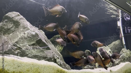 Tropical fish swimming in an aquarium with rocky decor at a pet shop in the afternoon
