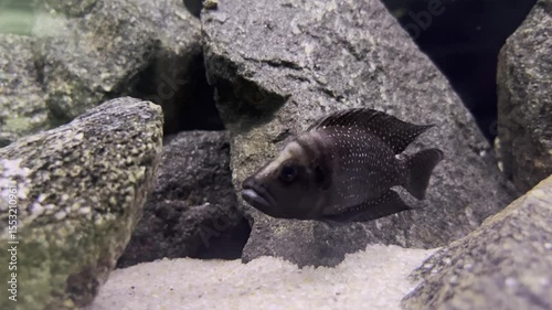 Swimming black fish exploring rocky aquarium habitat in a serene underwater environment
