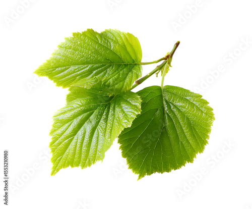 Natural mulberry leaf composition for presentation
