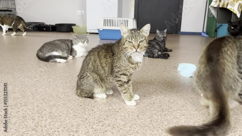 Playful cats frolic in a cozy animal shelter during afternoon hours