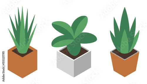 Green houseplant in a decorative pot, showcasing natural growth and vibrant foliage