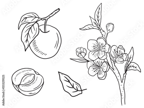 Beautiful two realistic plum berry on branch with leaves in black on white background. Hand drawn vector sketch illustration in doodle engraved vintage line art style. Apricot fruit, fruit, vitamin