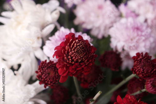 red dahlia flower
